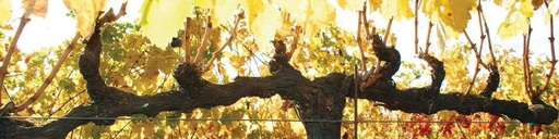 SeGrsel Albariño Blanco 750Ml